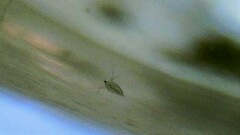 Daphnia