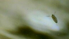 Daphnia