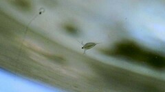 Daphnia