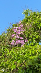 Podranea ricasoliana