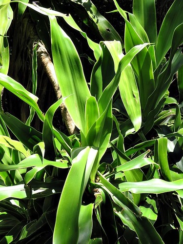 Dracaena aletriformis image