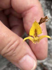 Disa tenuifolia