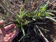 Helianthus gracilentus