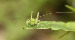 Tettigonia