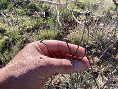 Helianthus gracilentus