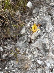 Disa tenuifolia