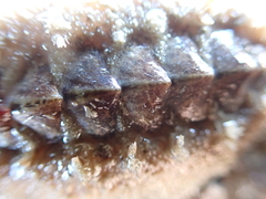 Acanthochitona fascicularis