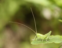 Tettigonia