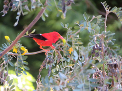 Drepanis coccinea