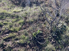 Helianthus gracilentus