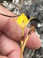 Disa tenuifolia