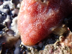 Aplidium elegans