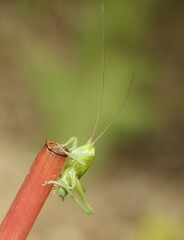 Tettigonia