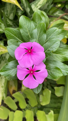 Catharanthus roseus