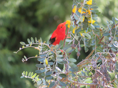 Drepanis coccinea