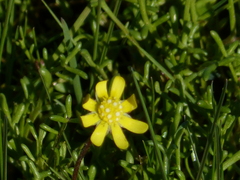 Blennosperma nanum