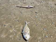 Pseudocaranx georgianus