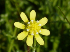 Blennosperma nanum