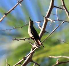 Riccordia ricordii