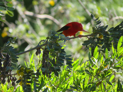 Drepanis coccinea
