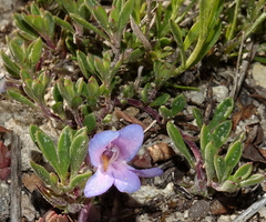 Penstemon caespitosus