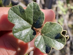 Fremontodendron