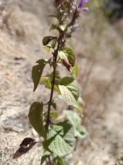 Salvia purpurea