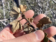Fremontodendron