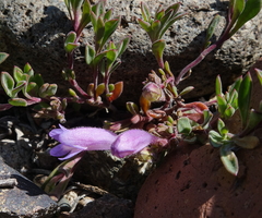 Penstemon caespitosus