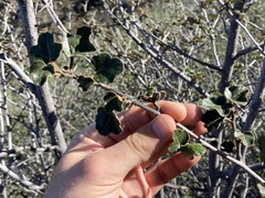 Fremontodendron