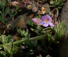 Penstemon caespitosus