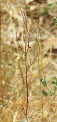 Rumex papillaris