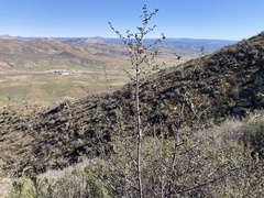 Fremontodendron