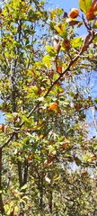 Crataegus mexicana