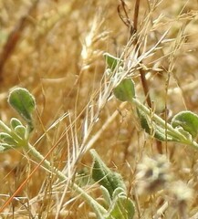 Festuca myuros