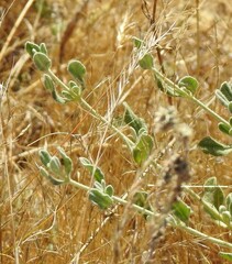 Festuca myuros