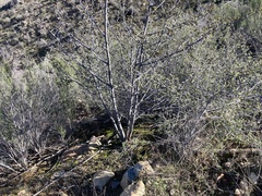 Fremontodendron