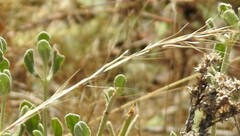 Festuca myuros