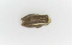Dendropsophus decipiens