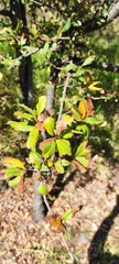 Crataegus mexicana