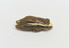 Dendropsophus decipiens