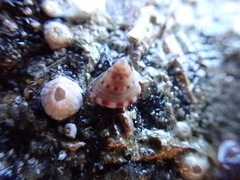 Calliostoma zizyphinum