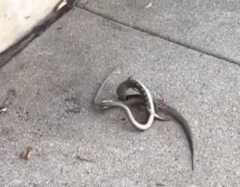 Elgaria multicarinata webbii