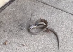 Elgaria multicarinata webbii