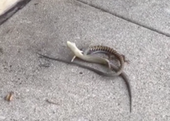 Elgaria multicarinata webbii