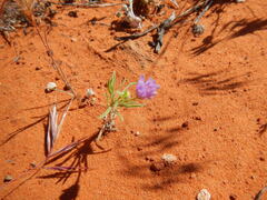 Erigeron bellidiastrum