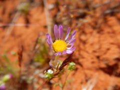 Erigeron bellidiastrum