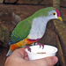 Beautiful Fruit Dove - Photo (c) eric, some rights reserved (CC BY-SA)