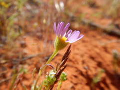 Erigeron bellidiastrum