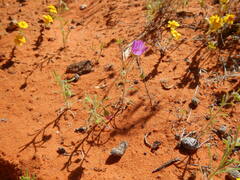 Erigeron bellidiastrum